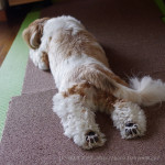 久々！もふもふヨガ