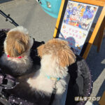 久しぶりにお祭りです