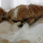 幸せそうな、寝顔。