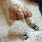 久々のもふヨガ