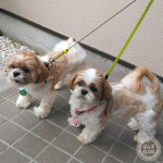 親子パトロール未遂