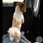 もふもふ、ぷりぷり、くりん。