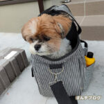 キャリーバッグに慣れる。