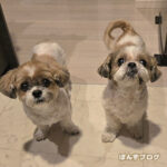 本来の医療とは