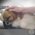 甘えたがるかぼす。