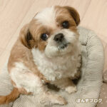 ぽんずの角膜炎、ほぼ完治です！