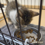 カリカリフードも食べられるように！