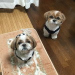 〆は、歯みがきガム