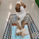 しっぽフリフリ、たのしいな♪