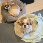 甲状腺ホルモン安定せず・・・（飼い主）