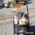 市場ともふもふ親子！