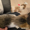 保護猫観察記３５日目：かぼす、一瞬だけリラックス