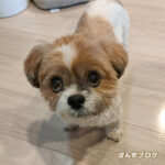 ぽんずとかぼす、トイレの違い