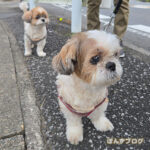 ぽんず母さん、たくさん歩けるかな？！