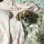 赤子のように。