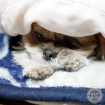 もぐりっぱなし。