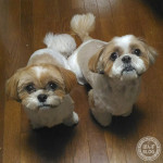 モデル犬としての努め？