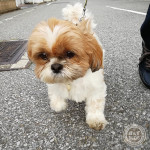 たぬき族かぼす