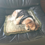 いい寝顔が撮れました