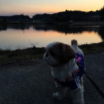 風情がある、ぽんずね。