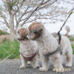 まだまだ咲いてます、葉桜