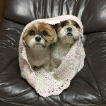 こんな日は、もふもふ巻き