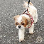 ぽんずも元気よく、歩いたよ！