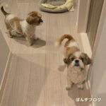 飼い主、ほとんど寝られません