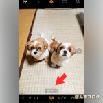 ぽんかぼは『犬』？それとも・・・