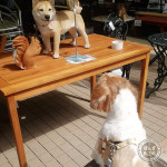 興奮しっぱなしの、かぼす。