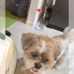 すぐにはっさくを見失う、かぼす