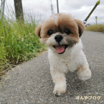 へっへっへ！とおくまでいくかぼ！