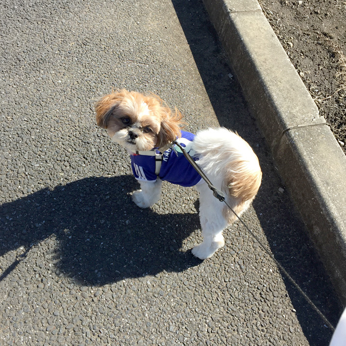 歩くの、大事だね