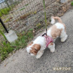 貴重なお散歩タイム。