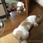 もふもふ通せんぼ