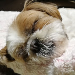 さまざまな表情