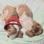 久しぶりにおしりくっつけ虫！