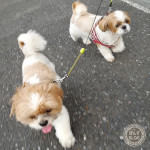 一緒に、もふもふ歩き！