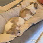 おしりとおしり