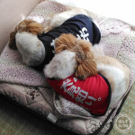 何度見ても・・・