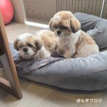 いつかいっしょに