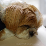 かぼすのもふもふ枕♪