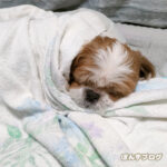 まるで赤ちゃんみたいに・・・