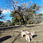 梅の花が咲いてたよ