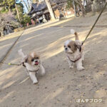 ぽかぽか神社でおさんぽです