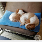 明日２２日は『即位の礼』で祝日です