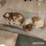 やっぱりこの子たち・・・