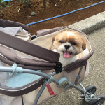 かぼす、３歳になりました！