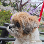 かぼすお花見2026