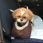 狂犬病の予防注射かぼ！